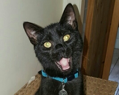 AIBU to think my cat is the cutest?