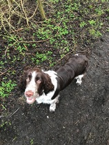 To cheer me up with photos of your pet? The first photo you have and the last?