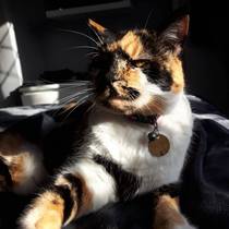 Adopting an older cat, have you?