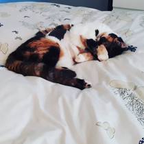 Adopting an older cat, have you?