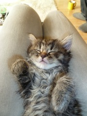 To cheer me up with photos of your pet? The first photo you have and the last?