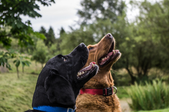 To cheer me up with photos of your pet? The first photo you have and the last?