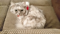 AIBU to think my cat is the cutest?