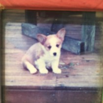 To cheer me up with photos of your pet? The first photo you have and the last?
