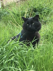 AIBU to think my cat is the cutest?