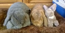 Let me see your fuzzy overlords?