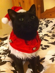 AIBU to think my cat is the cutest?