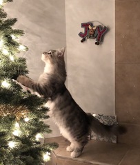 AIBU to think my cat is the cutest?