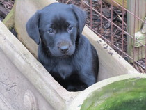 To cheer me up with photos of your pet? The first photo you have and the last?