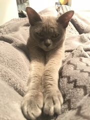 Need a Burmese kitten name!