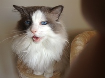 AIBU to think my cat is the cutest?