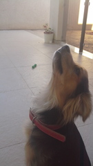 To cheer me up with photos of your pet? The first photo you have and the last?