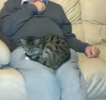 AIBU to think my cat is the cutest?