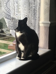 To ask for your lovely, quirky or heartwarming animal/pet stories?