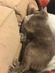 Helping chubby kitty slim down