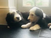 One more sleep until puppies