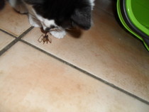 Does your cat eat spiders?