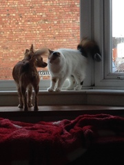 AIBU to think you can integrate a puppy with two cats?