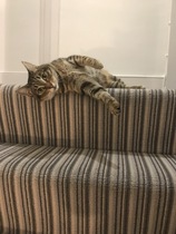 Let me see your fuzzy overlords?