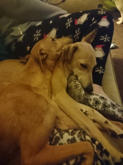 How can I convince DH to rescue this whippet?