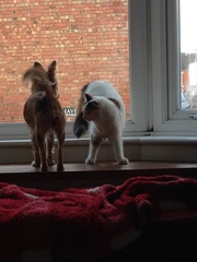 Who remembers how much Toots protested at us getting a dog?