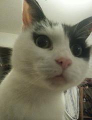 AIBU to think my cat is the cutest?