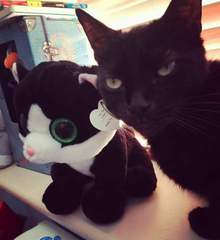 AIBU to think my cat is the cutest?