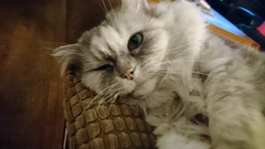 AIBU to think my cat is the cutest?