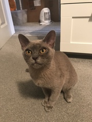 Need a Burmese kitten name!