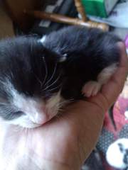 To cheer me up with photos of your pet? The first photo you have and the last?