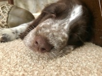 To cheer me up with photos of your pet? The first photo you have and the last?