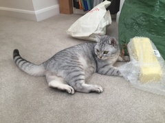 AIBU to think my cat is the cutest?