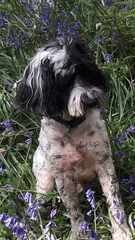 To cheer me up with photos of your pet? The first photo you have and the last?