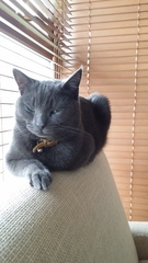AIBU to think my cat is the cutest?