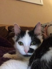 To cheer me up with photos of your pet? The first photo you have and the last?