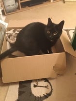 AIBU to think my cat is the cutest?