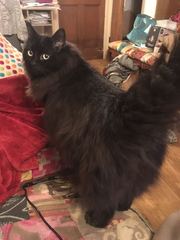 AIBU to think my cat is the cutest?