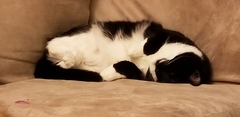 To cheer me up with photos of your pet? The first photo you have and the last?