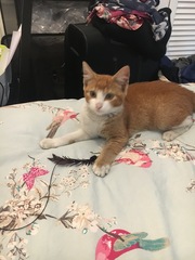 What's your DCat up to today? Episode 6, Return of the... Cats?