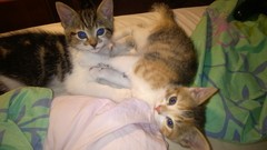 To cheer me up with photos of your pet? The first photo you have and the last?