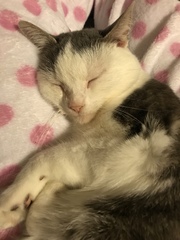 Let me see your fuzzy overlords?