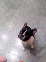 To cheer me up with photos of your pet? The first photo you have and the last?
