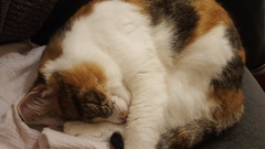 Keeping our Fru Year Resolutions! Frugal January thread two (already) - all welcome!