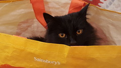 What's your DCat up to today? Episode 6, Return of the... Cats?