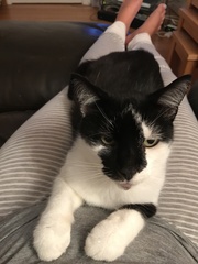 AIBU to think my cat is the cutest?