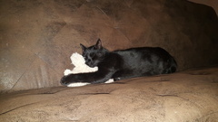 AIBU to think my cat is the cutest?