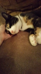 Tortie or calico?
