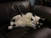 To cheer me up with photos of your pet? The first photo you have and the last?
