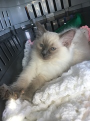 To cheer me up with photos of your pet? The first photo you have and the last?