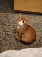 Let me see your fuzzy overlords?